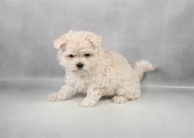 Maltese-DOG-Female-White-9696-Petland Pensacola, Florida