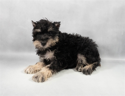 Miniature Schnauzer-DOG-Female-Black and Silver-9698-Petland Pensacola, Florida