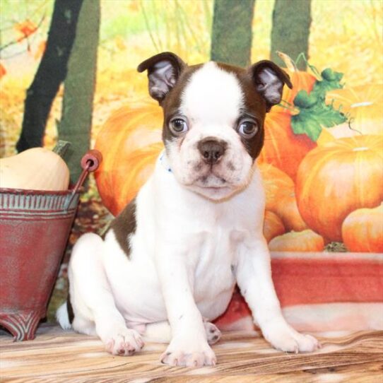 Boston Terrier-DOG-Male-White / Red-9705-Petland Pensacola, Florida