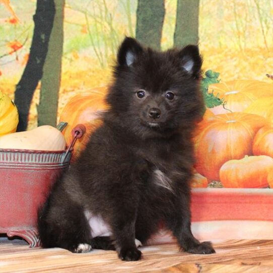 Pomeranian-DOG-Female-Black-9708-Petland Pensacola, Florida