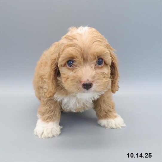 Cockapoo-DOG-Male-Red / White-9710-Petland Pensacola, Florida