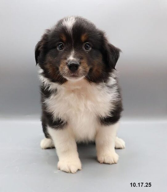 Miniature American Shepherd-DOG-Male-Black-9711-Petland Pensacola, Florida
