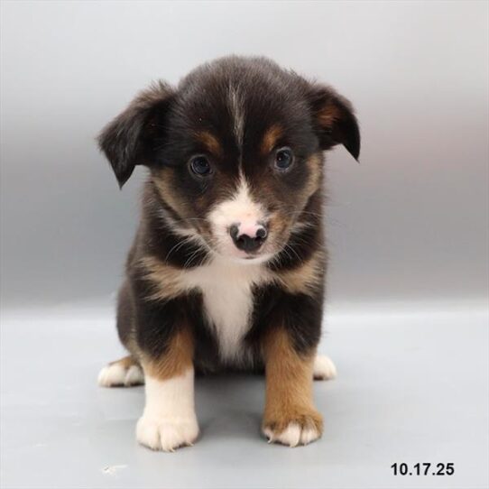 Miniature American Shepherd-DOG-Female-Black-9712-Petland Pensacola, Florida