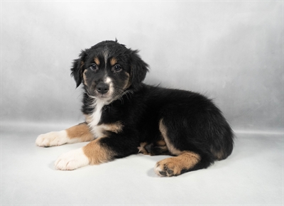 Australian Shepherd-DOG-Female-Black White and Tan-9715-Petland Pensacola, Florida