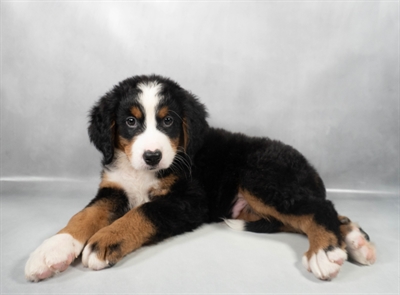 Bernese Mountain Dog-DOG-Male-Black Rust and White-9716-Petland Pensacola, Florida