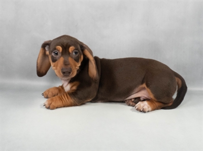Dachshund-DOG-Male-Chocolate and Tan-9718-Petland Pensacola, Florida
