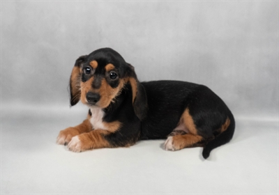 Dachshund-DOG-Female-Black and Tan-9719-Petland Pensacola, Florida