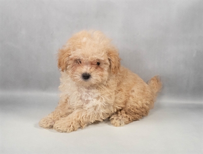Poodle-DOG-Female-Cream-9720-Petland Pensacola, Florida