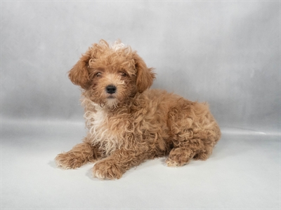 Poodle-DOG-Male-Apricot-9721-Petland Pensacola, Florida
