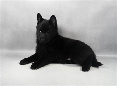 Schipperke-DOG-Male-Black-9722-Petland Pensacola, Florida