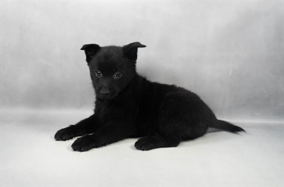 Schipperke-DOG-Female-Black-9723-Petland Pensacola, Florida