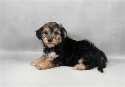 Yochon-DOG-Female-Black and Tan-9724-Petland Pensacola, Florida