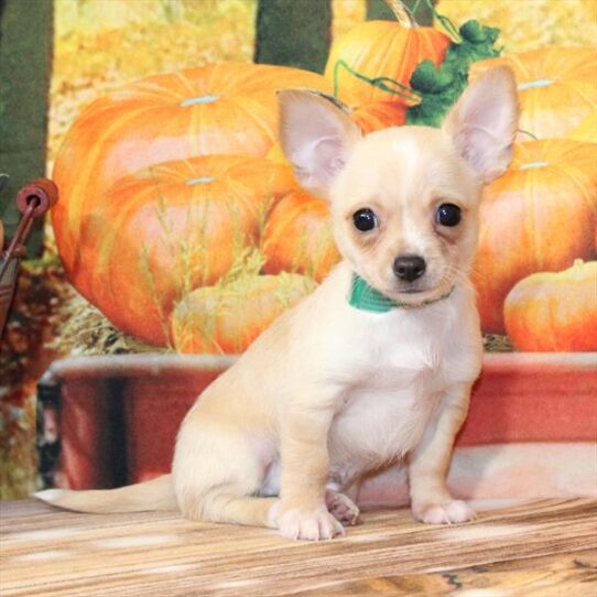 Chihuahua-DOG-Male-Cream-9735-Petland Pensacola, Florida
