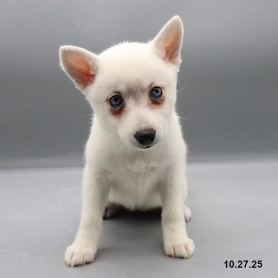 Alaskan Klee Kai-DOG-Female-White-9736-Petland Pensacola, Florida