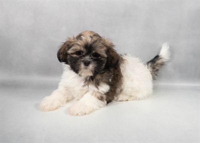 Shih Tzu-DOG-Male-Gold and White-9746-Petland Pensacola, Florida