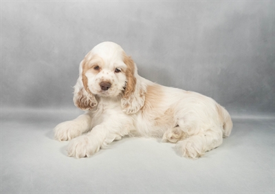 Cocker Spaniel-DOG-Male-Buff and White-9747-Petland Pensacola, Florida