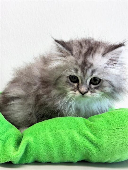 Persian-KITTEN-Male-Shaded Silver-9751-Petland Pensacola, Florida