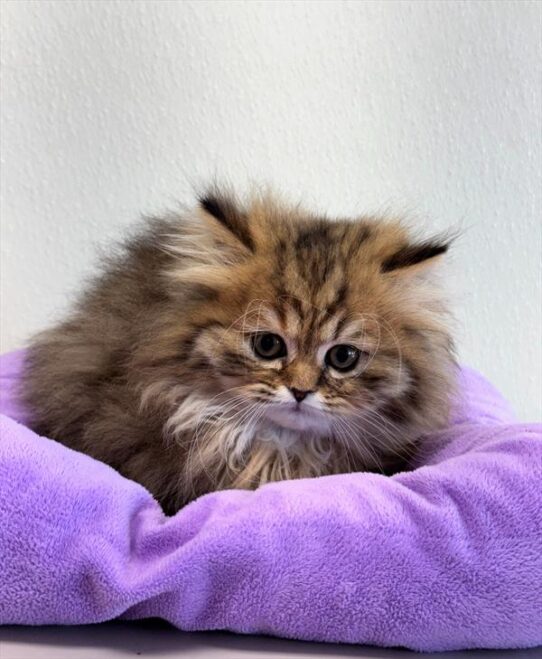 Persian-KITTEN-Female-Shaded Golden-9752-Petland Pensacola, Florida