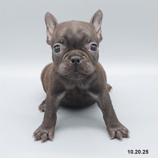 French Bulldog-DOG-Male-Black-9753-Petland Pensacola, Florida