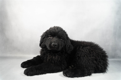 Newfoundland-DOG-Male-Black-9762-Petland Pensacola, Florida