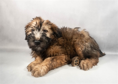 Soft Coated Wheaten Terrier-DOG-Female-Wheaten-9766-Petland Pensacola, Florida