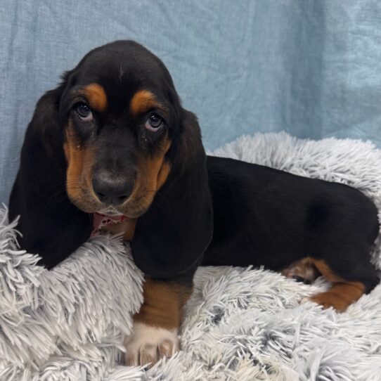 Basset Hound-DOG-Male-Black Tan and White-9760-Petland Pensacola, Florida