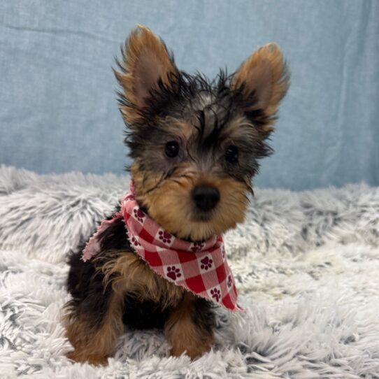 Silky Terrier-DOG-Male-Silver Black and Tan-9765-Petland Pensacola, Florida