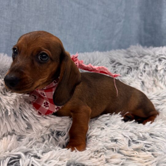 Dachshund-DOG-Male-Wild boar-9767-Petland Pensacola, Florida