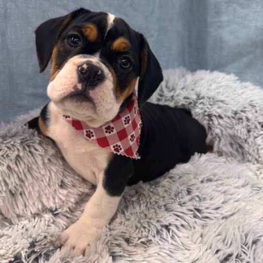 Beabull-DOG-Male-Black-9791-Petland Pensacola, Florida