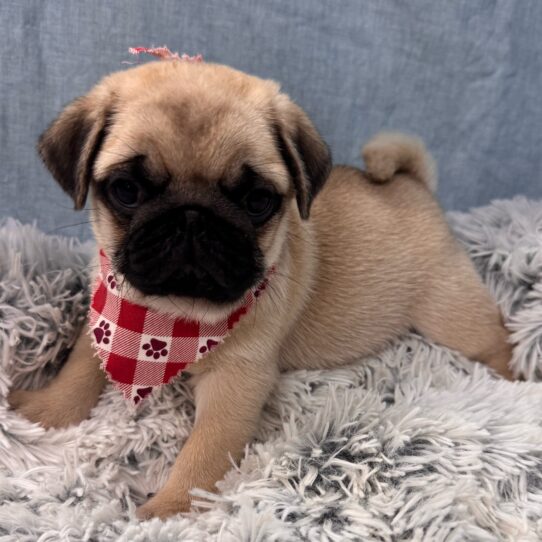 Pug-DOG-Male-Fawn-9792-Petland Pensacola, Florida