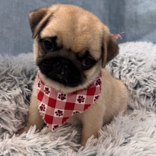Pug-DOG-Female-Fawn-9793-Petland Pensacola, Florida