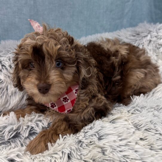 Aussiedoodle-DOG-Male-Chocolate Merle-9790-Petland Pensacola, Florida