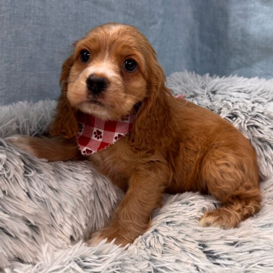Cocker Spaniel-DOG-Male-Buff-9788-Petland Pensacola, Florida
