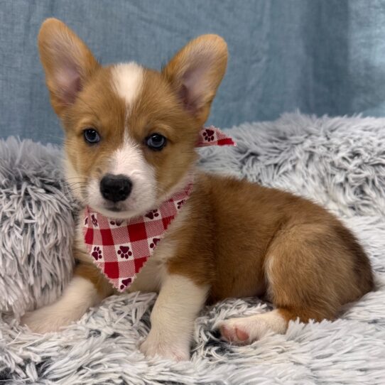 Pembroke Welsh Corgi-DOG-Female-Red Merle-9787-Petland Pensacola, Florida