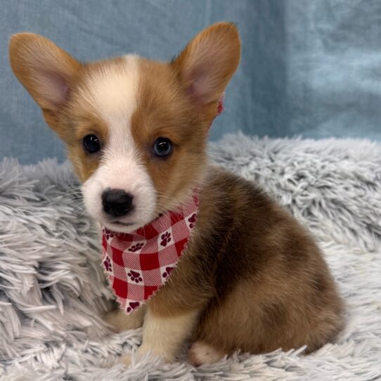 Pembroke Welsh Corgi-DOG-Male-Red Merle-9786-Petland Pensacola, Florida