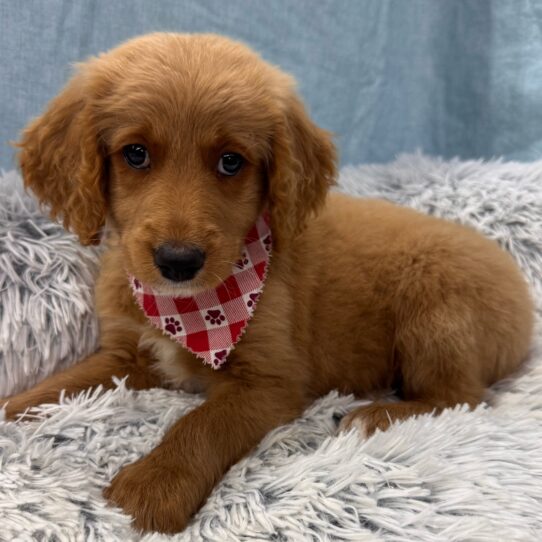 Mini Goldendoodle F1b-DOG-Male-Golden-9785-Petland Pensacola, Florida