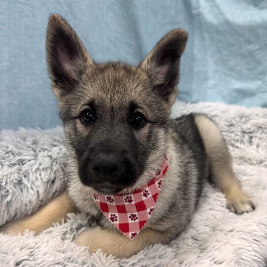 Norwegian Elkhound-DOG-Female-Silver / Black-9783-Petland Pensacola, Florida
