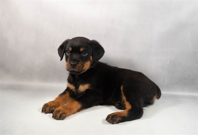Rottweiler-DOG-Male-Black and Mahogany-9796-Petland Pensacola, Florida