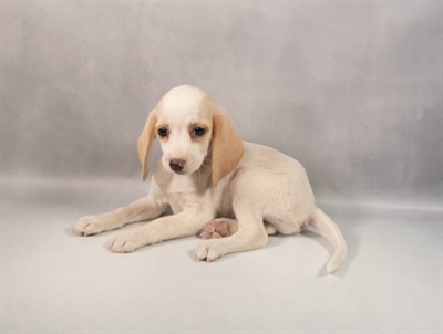 Beagle-DOG-Female-Lemon and White-9797-Petland Pensacola, Florida
