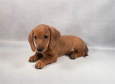 Dachshund-DOG-Male-Red-9798-Petland Pensacola, Florida