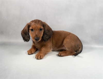 Dachshund-DOG-Female-Wild boar-9799-Petland Pensacola, Florida