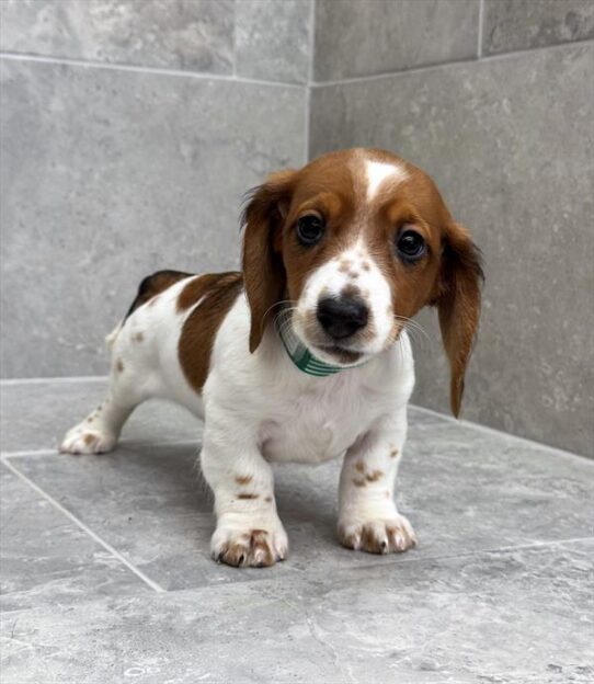 Dachshund-DOG-Male-Red Sable-9802-Petland Pensacola, Florida