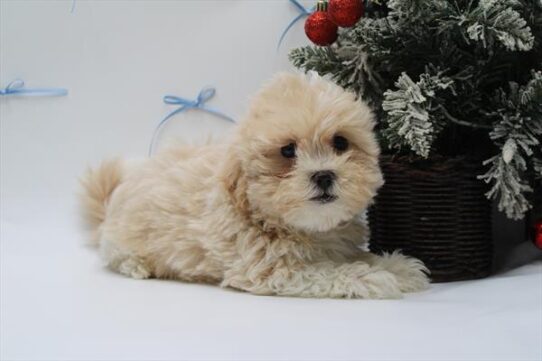 Teddy Bear-DOG-Male-Apricot-9803-Petland Pensacola, Florida