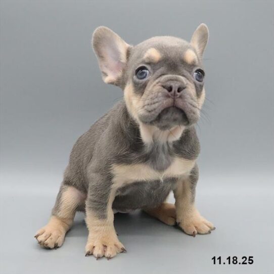 French Bulldog-DOG-Female-Lilac / Tan-9873-Petland Pensacola, Florida