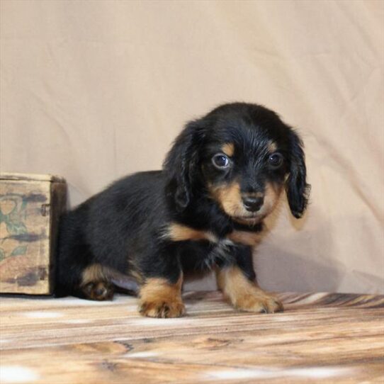 Dachshund-DOG-Male-Black / Tan-9874-Petland Pensacola, Florida