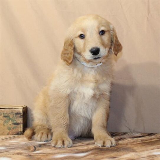 Golden Retriever-DOG-Male-Golden-9876-Petland Pensacola, Florida