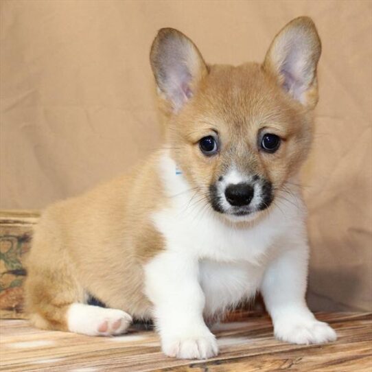 Pembroke Welsh Corgi-DOG-Female-Red / White-9877-Petland Pensacola, Florida