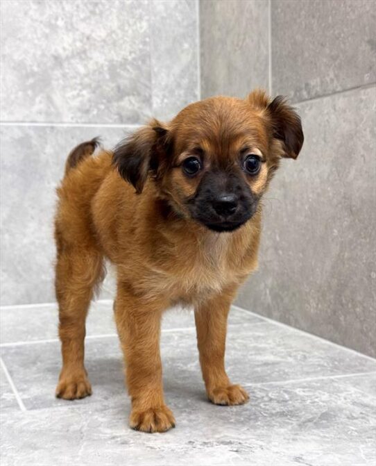 Chihuahua-Chiweenie-DOG-Female-Red-9878-Petland Pensacola, Florida
