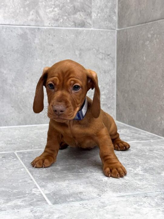 Dachshund-DOG-Male-Red-9880-Petland Pensacola, Florida