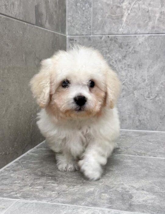 Bichon Frise-DOG-Male-White-9883-Petland Pensacola, Florida